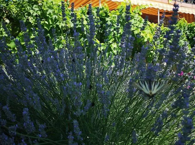 Tri Palme * Prvic Sepurine